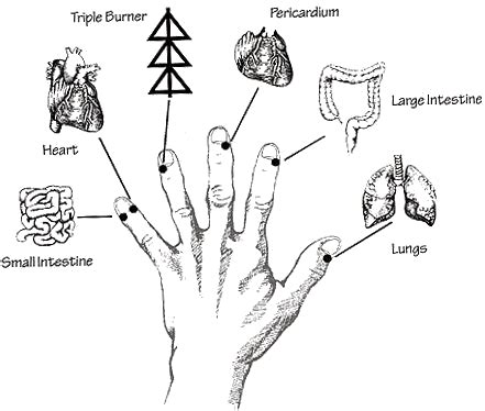 The Twelve Meridians — Raah Acupuncture Inc