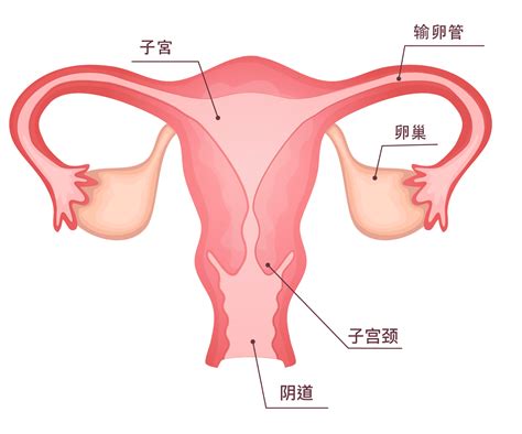 子宫颈普查计划 子宫颈癌