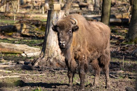 Wisent Foto & Bild | tiere, zoo, wildpark & falknerei, säugetiere ...
