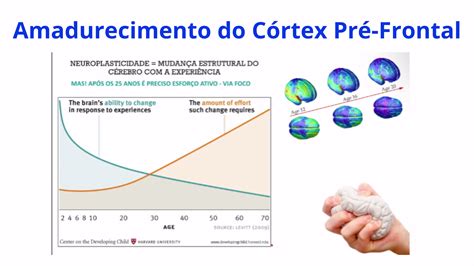 Amadurecimento Do C Rtex Pr Frontal Yogin App Academy Neuroyoga