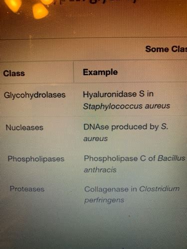 Microbio Ch Flashcards Quizlet