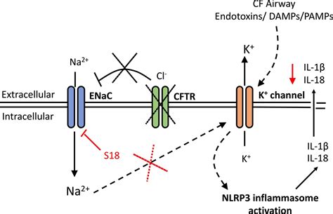 Figures And Data In Enac Mediated Sodium Influx Exacerbates Nlrp