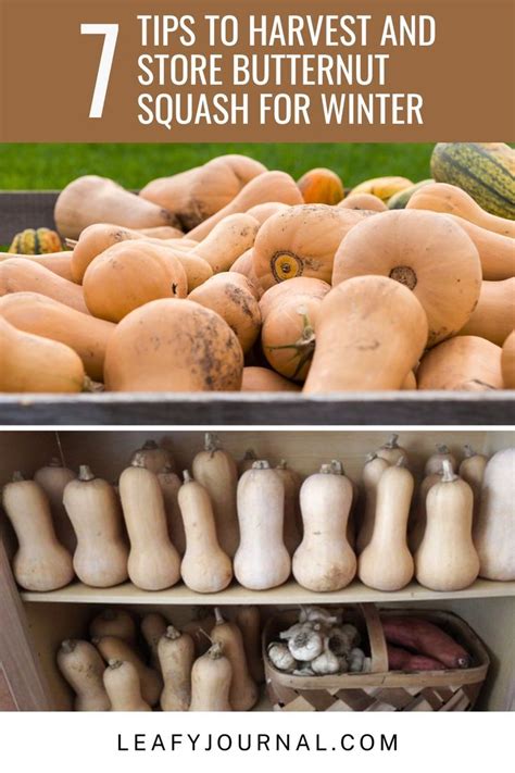 7 Tips To Harvest And Store Butternut Squash For Winter Butternut