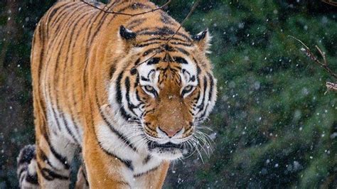 Harimau Siberia - TribunnewsWiki.com