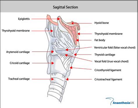 Airway Masterclass The Larynx Wfsa Resources The Best Porn Website