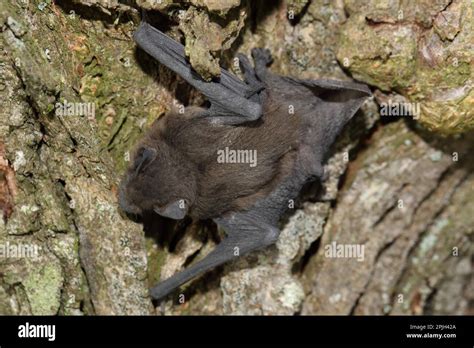 Common Pipistrelle Pipistrellus Pipistrellus Stock Photo Alamy