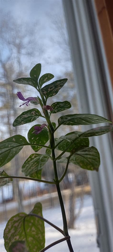 what is this beautiful flowering plant? : r/IndoorGarden