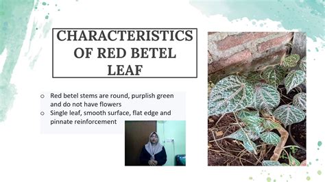 PRESENTATION ABOUT RED BETEL LEAF II K100200186 ALVITA MARSHANDA