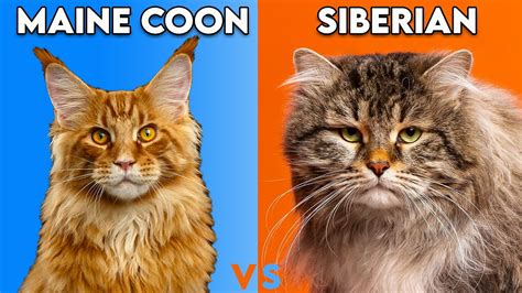 Siberian Cat Size Comparison