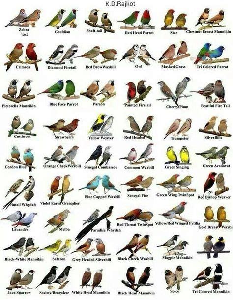 Épinglé Sur Oiseaux الطيور