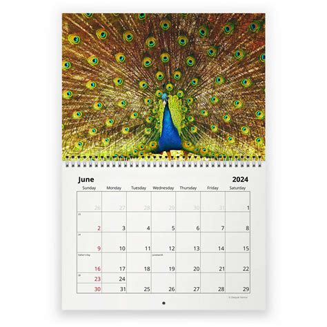 Peacock 2024 Wall Calendar Sold By Bored Marisa SKU 97160082 Printerval