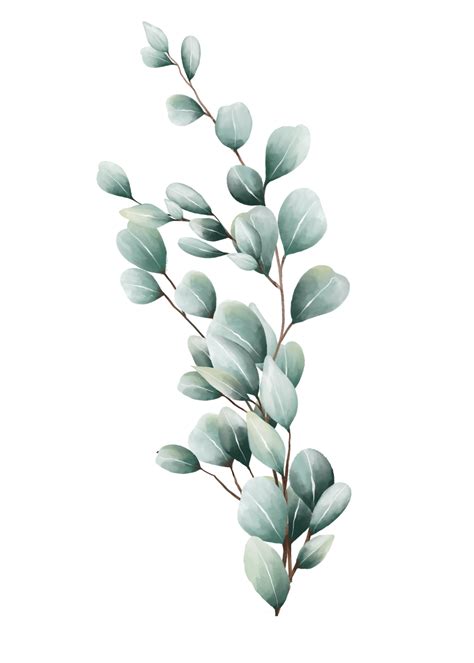 Eucalyptus Leaves Watercolor 16407149 Png