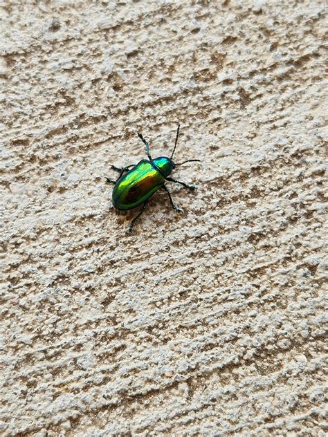 Shiny Green Beetle Colorado Rwhatsthisbug