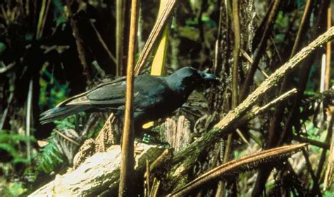 Hawaiian Crow The Animal Facts Appearance Diet Habitat Lifespan