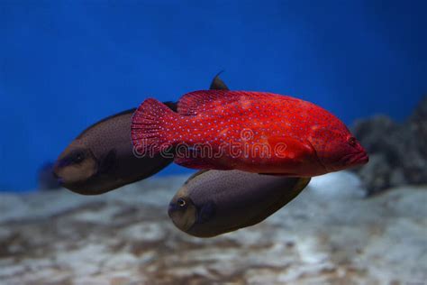 Coral Hind Grouper Cephalopholis Miniata In The Aquarium Stock Photo