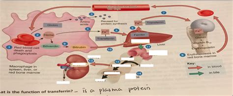 Bilirubin Productio Diagram Quizlet