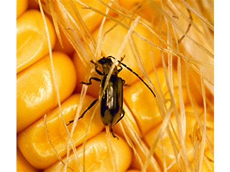 Recognizing Corn Rootworm Risks Crop Science Us