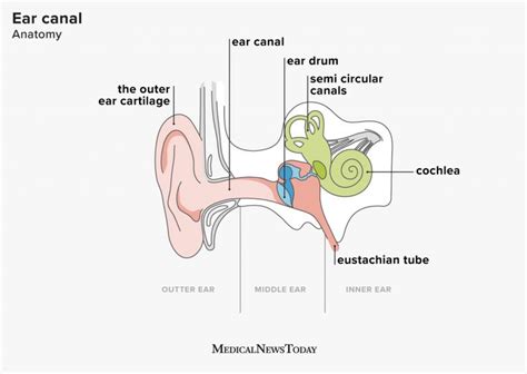 The ear canal: Anatomy, diagram, and common conditions | Anatomy, Ear ...