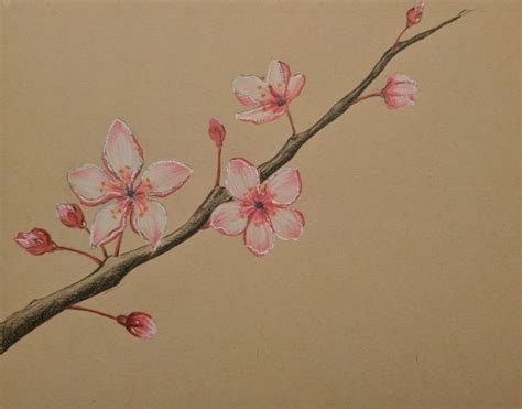 Pencil Drawings Of Cherry Blossom Trees