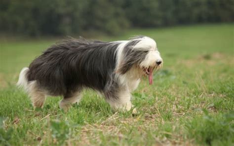 Collie Barbudo Curiosidades De La Raza ¡descubrelas