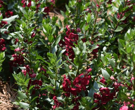 Angelonia 'Archangel Ruby Sangria' - Greenhouse Product News