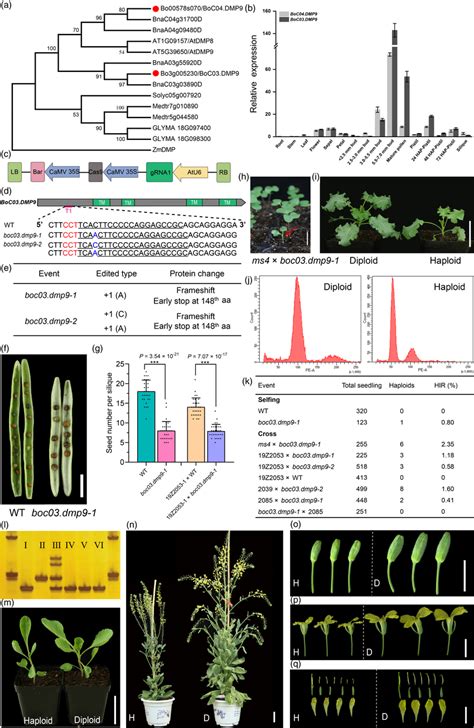 Boc Dmp Mutants Trigger Maternal Haploid Induction A Phylogenetic