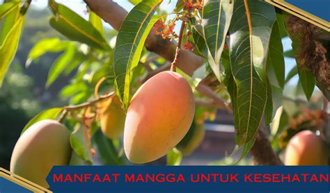 8 Manfaat Buah Mangga Untuk Kesehatan Yang Luar Biasa Sijanol