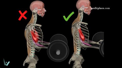 Como Hacer Curl De Biceps Con Barra Recta An Lisis Biomec Nico En