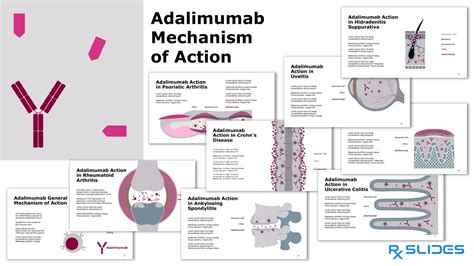 Download Adalimumab PowerPoint Template| RxSlides