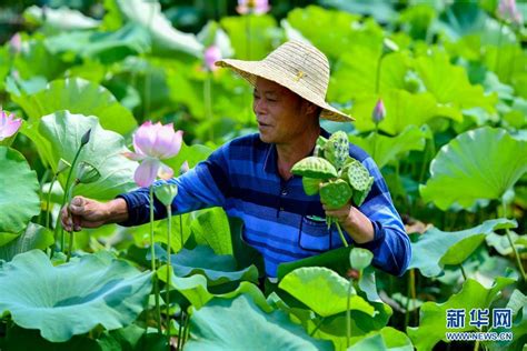 盛夏时节采莲忙时图图片频道云南网