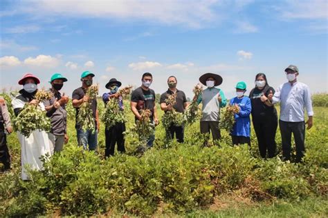 Berdayakan Petani Kacang Tanah Tanihub Group Jalin Kerja Sama Dengan