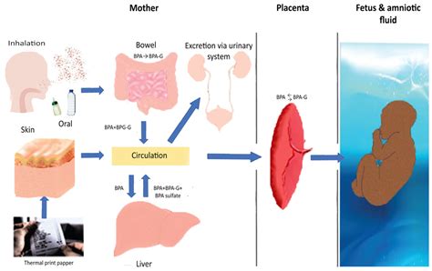 Nutrients Free Full Text A Systematic Review Of Bisphenol A From