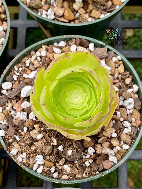 Rare Aeonium Canariense Rooted Plant Aeonium Canary Etsy