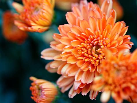 Chrysantheme Orange Blumen Kostenloses Foto Auf Pixabay Pixabay