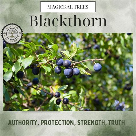 Magickal Trees Blackthorn In Witchcraft Magick Willow