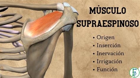 Maguito Rotador Musculo Supraespinoso Youtube