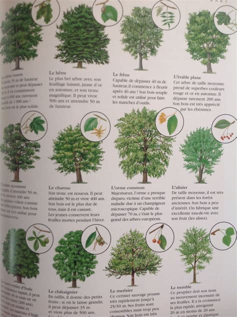 Comment reconnaître les arbres Reconnaitre les arbres Arbre