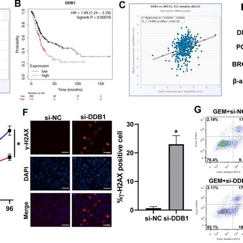 Downregulation Of Prpf Inhibited Proliferation And Dna Damage Repair