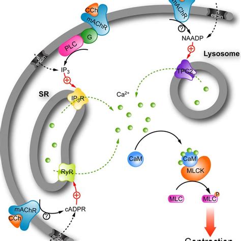 Schematic Diagram Of Receptor Mediated Ca 2 Signaling Pathways In