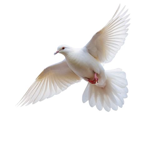 Download Dove In Sky Png Hde | Wallpapers.com