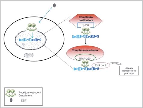 A Meccanismo D Azione Del DDT Come Interferente Endocrino Modificata