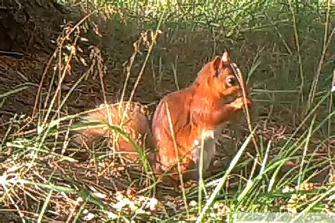 New Squirrel on the patch | Alford Wildview