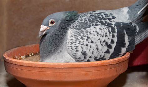 Company Vanrobaeys Quality Pigeon Feeds