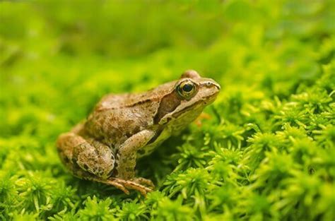 Cosa sono gli anfibi? - I Miei Animali