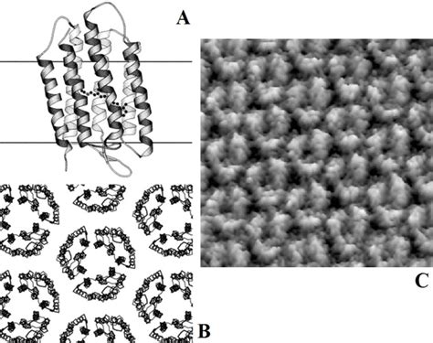 Microscopie à Force Atomique pour létude de complexes Biologiques