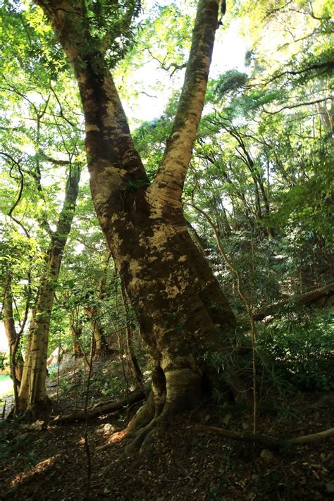 和歌山県内の巨樹・古木を訪ねて。