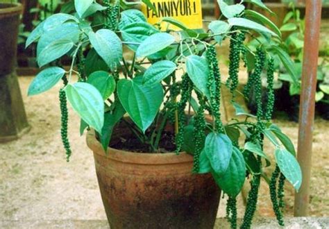 How to Grow Black Pepper Plant | Growing Peppercorn