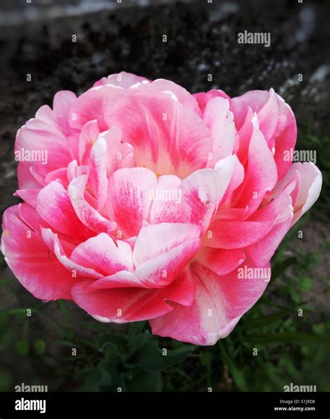 Bright Pink Flower Stock Photo Alamy