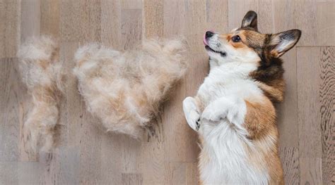 Tips For Minimizing Shedding And Finding The Best Dog Brush Puppington