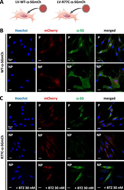 Characterization Of Sarcoglycan Wt And R C Fusion Constructs And